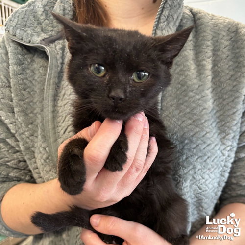FRITZ - Domestic Short Hair available for adoption