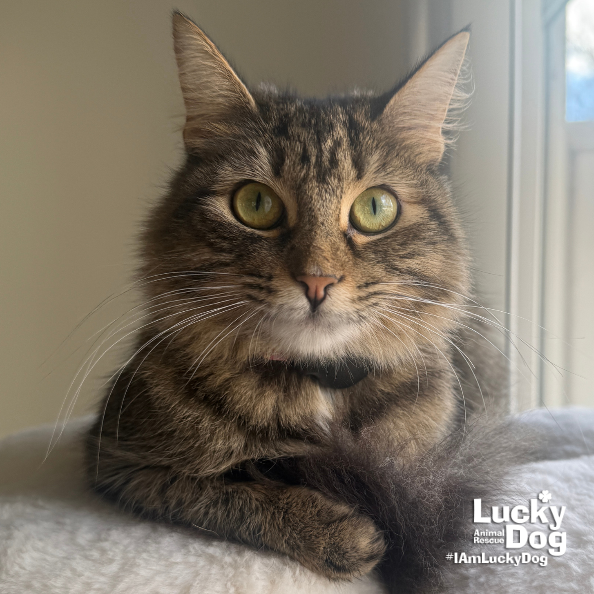 Lulu Image