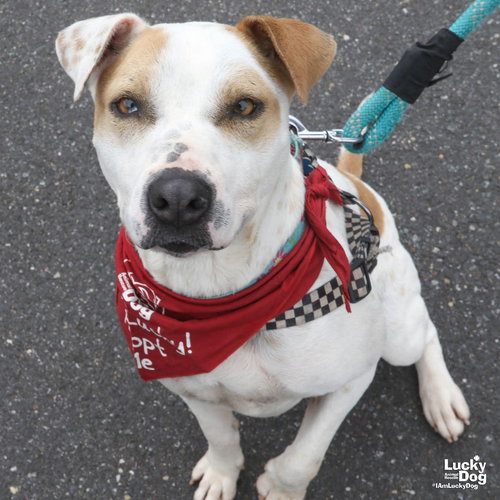 Lilith, an adoptable Hound in Washington, DC