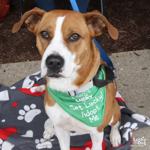 Star, an adoptable Labrador Retriever in Washington, DC