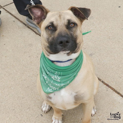 Princeton, an adoptable Shepherd in Washington, DC