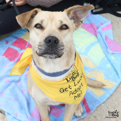 Brandice, an adoptable Shepherd in Washington, DC