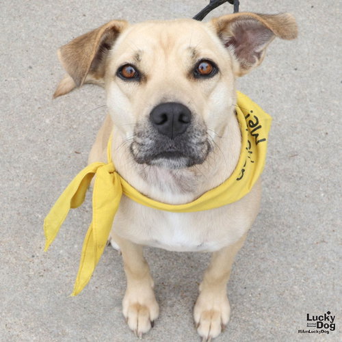 Brandice, an adoptable Shepherd in Washington, DC