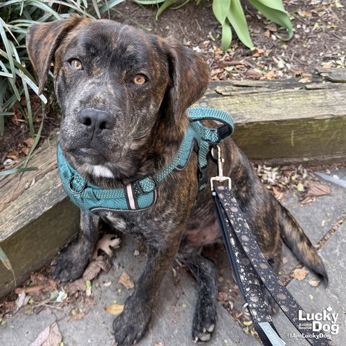 Luigi, an adoptable Shepherd in Washington, DC