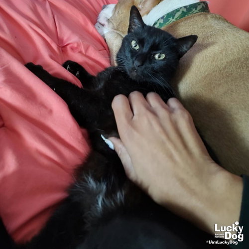 LIA - Domestic Short Hair available for adoption