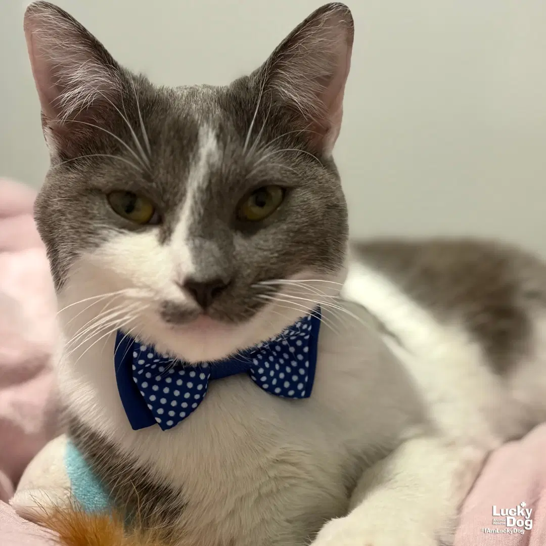 Kilimanjaro - Domestic Short Hair