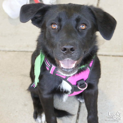Tator, an adoptable Labrador Retriever in Washington, DC