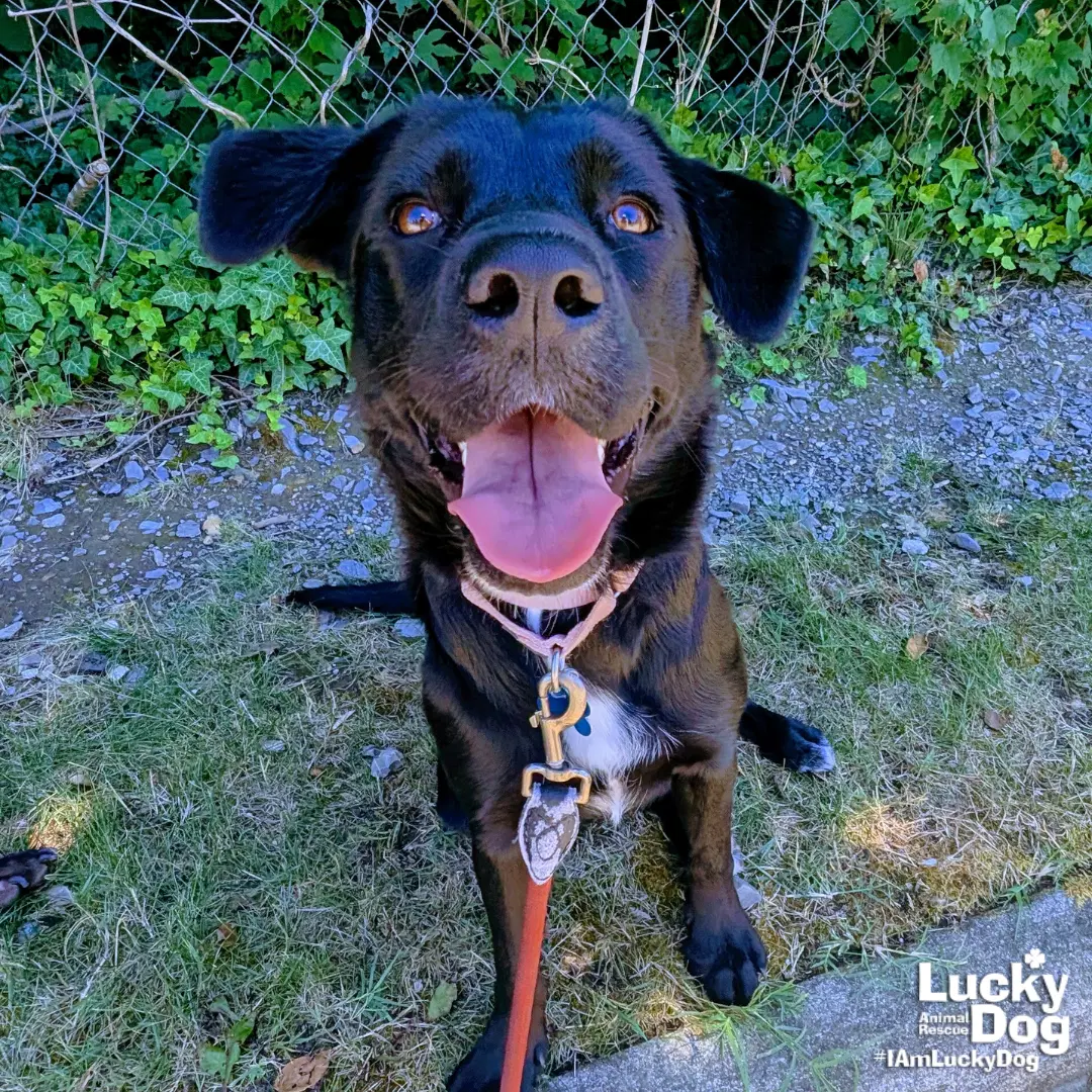 Tator - Labrador Retriever