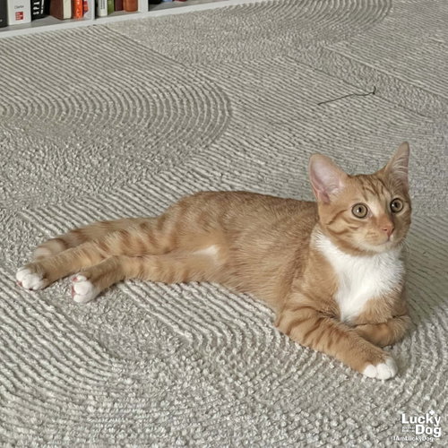 Chester, Young Domestic Short Hair / Mixed (short coat), cat for adoption in Manassas, Virginia