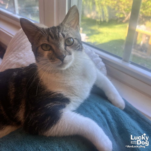 Cagney, Young Domestic Short Hair / Mixed (short coat), cat for adoption in Bowie, Maryland
