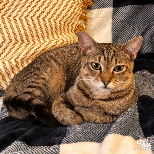Lacey, Young Domestic Short Hair / Mixed (short coat), cat for adoption in Manassas, Virginia