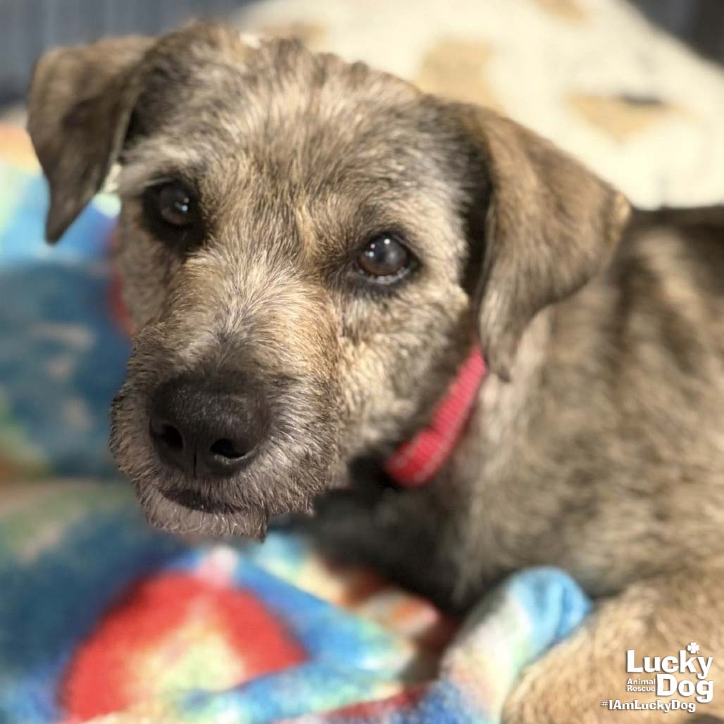 Rosie Image