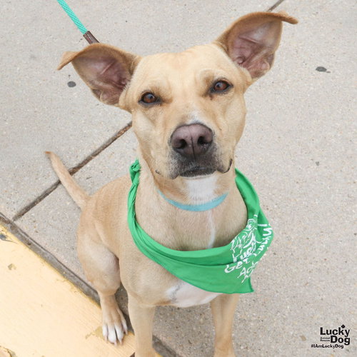 Laly, an adoptable Labrador Retriever in Washington, DC