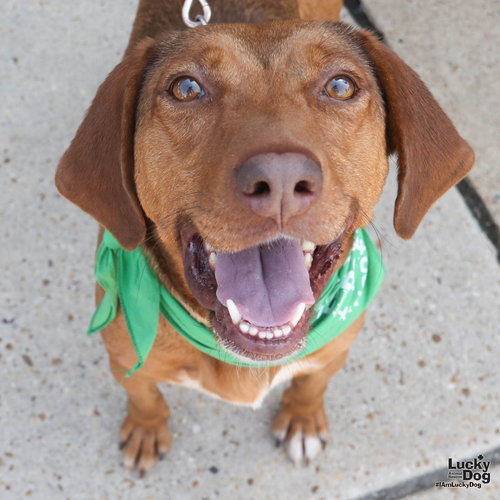 Honey, an adoptable Hound in Washington, DC