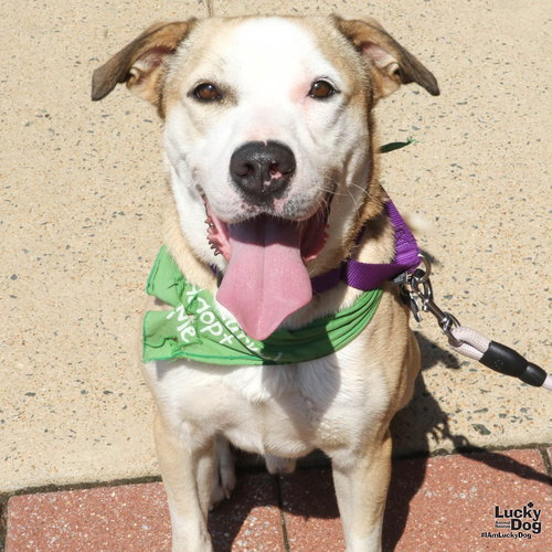 Ghost, an adoptable Bulldog in Washington, DC