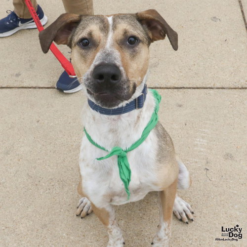 Fizz, an adoptable Shepherd in Washington, DC