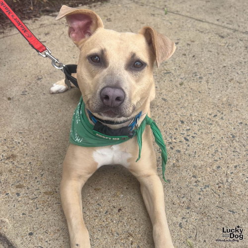 Kali, an adoptable Terrier in Washington, DC