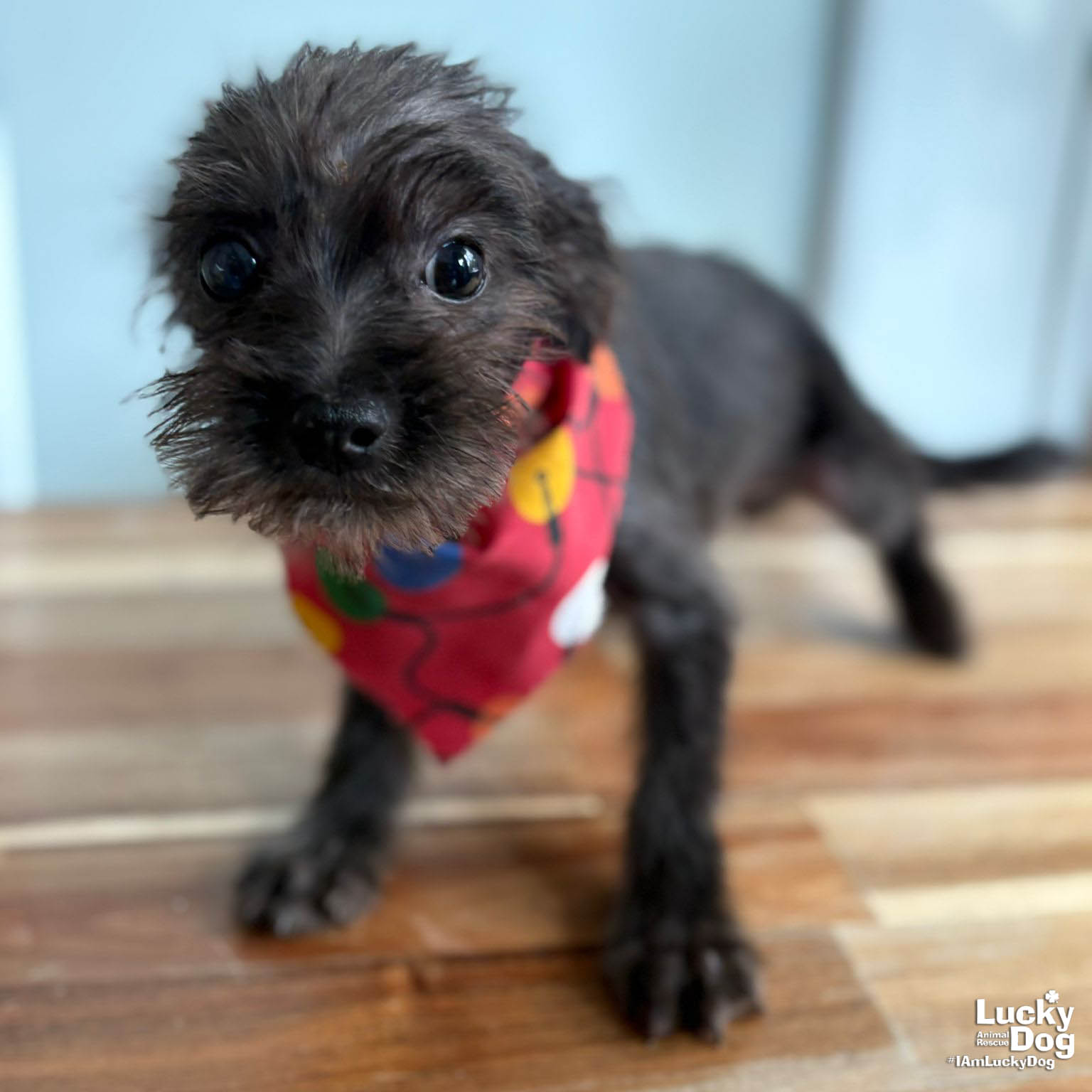 Charlie Image