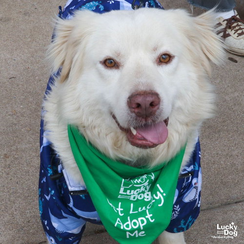 Oliver, an adoptable Retriever in Washington, DC