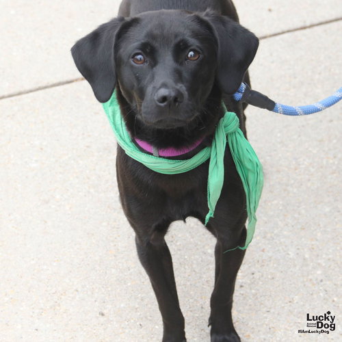 Zeal, an adoptable Terrier in Washington, DC