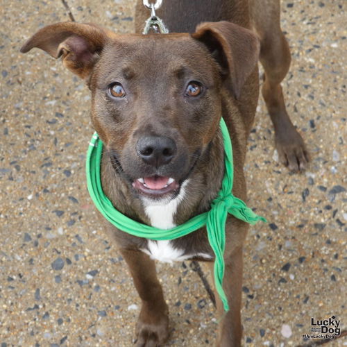 Ariel, an adoptable Labrador Retriever in Washington, DC