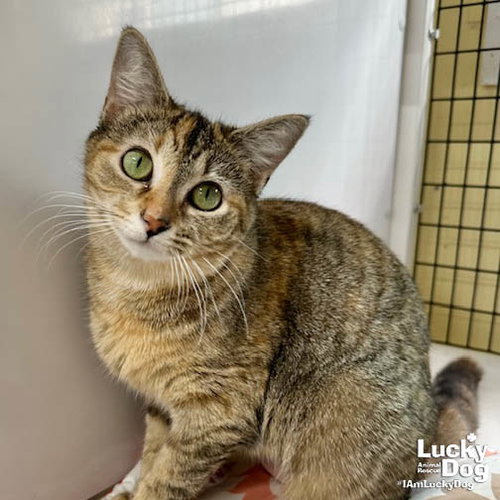 Agatha, Young Domestic Short Hair / Tabby / Mixed (short coat), cat for adoption in Manassas, Virginia