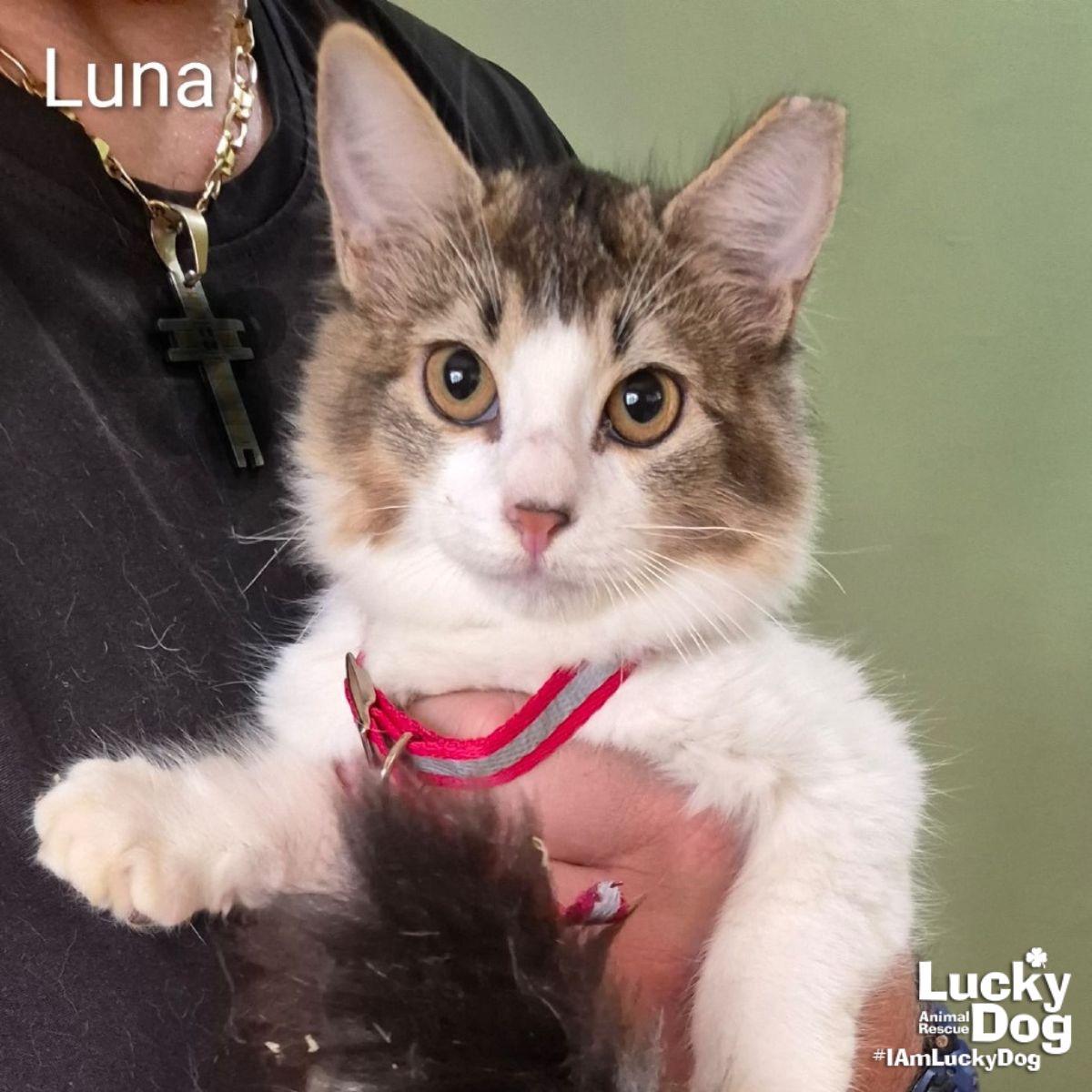 Luna Image