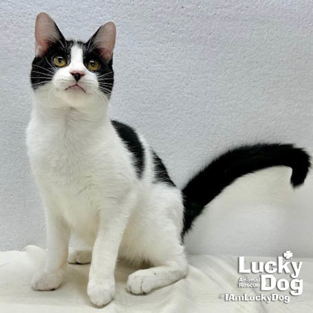 Lyndon, Baby Domestic Short Hair / Mixed (short coat), cat for adoption in Manassas, Virginia