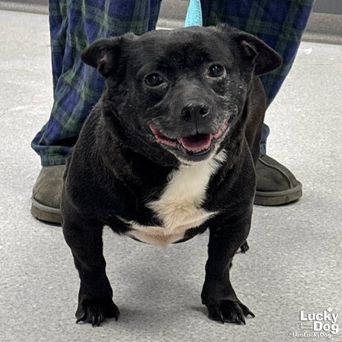 Eclipse, an adoptable Chihuahua in Washington, DC