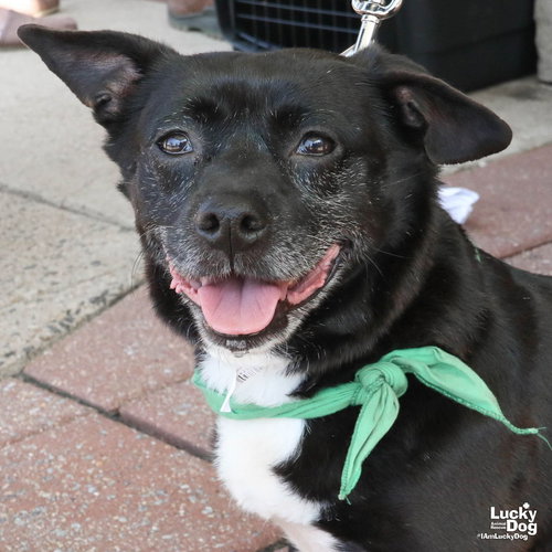 Eclipse, an adoptable Chihuahua in Washington, DC