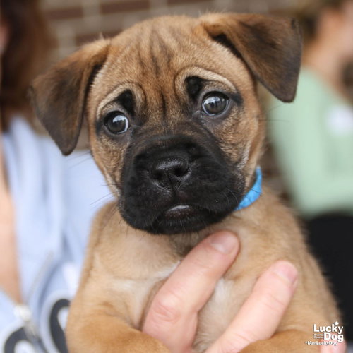 Weasel, an adoptable Shepherd in Washington, DC