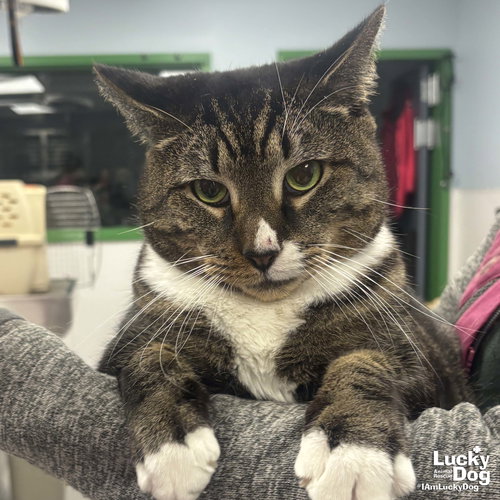 Socks, Adult Domestic Short Hair / Mixed (short coat), cat for adoption in Manassas, Virginia