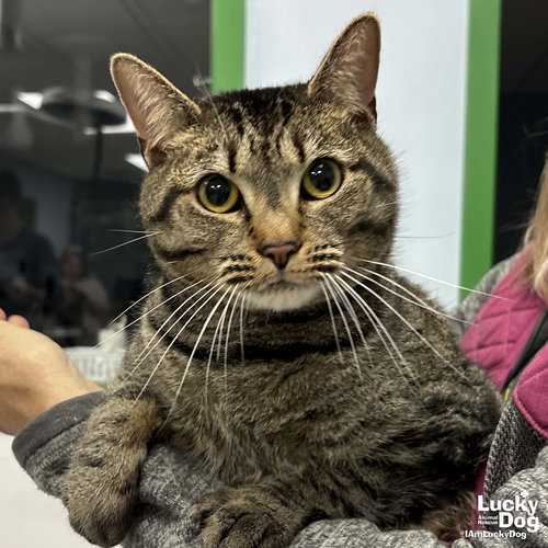 Cleo, Adult Domestic Short Hair / Mixed (short coat), cat for adoption in Manassas, Virginia