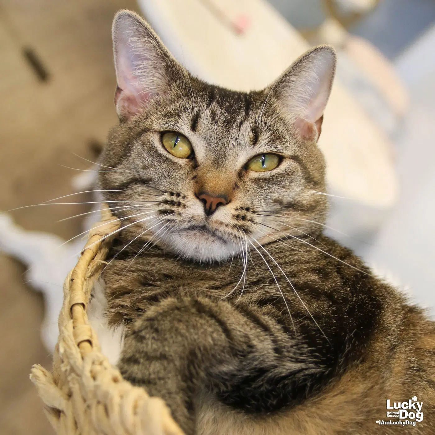 Cleo - Domestic Short Hair