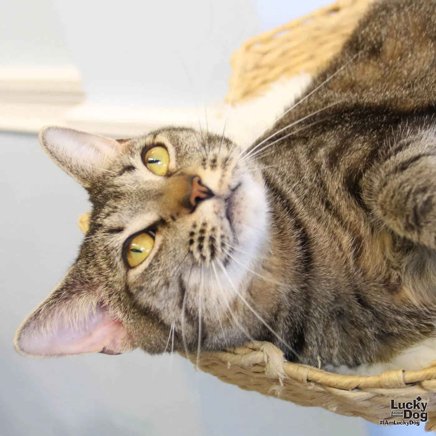 Cleo image 4