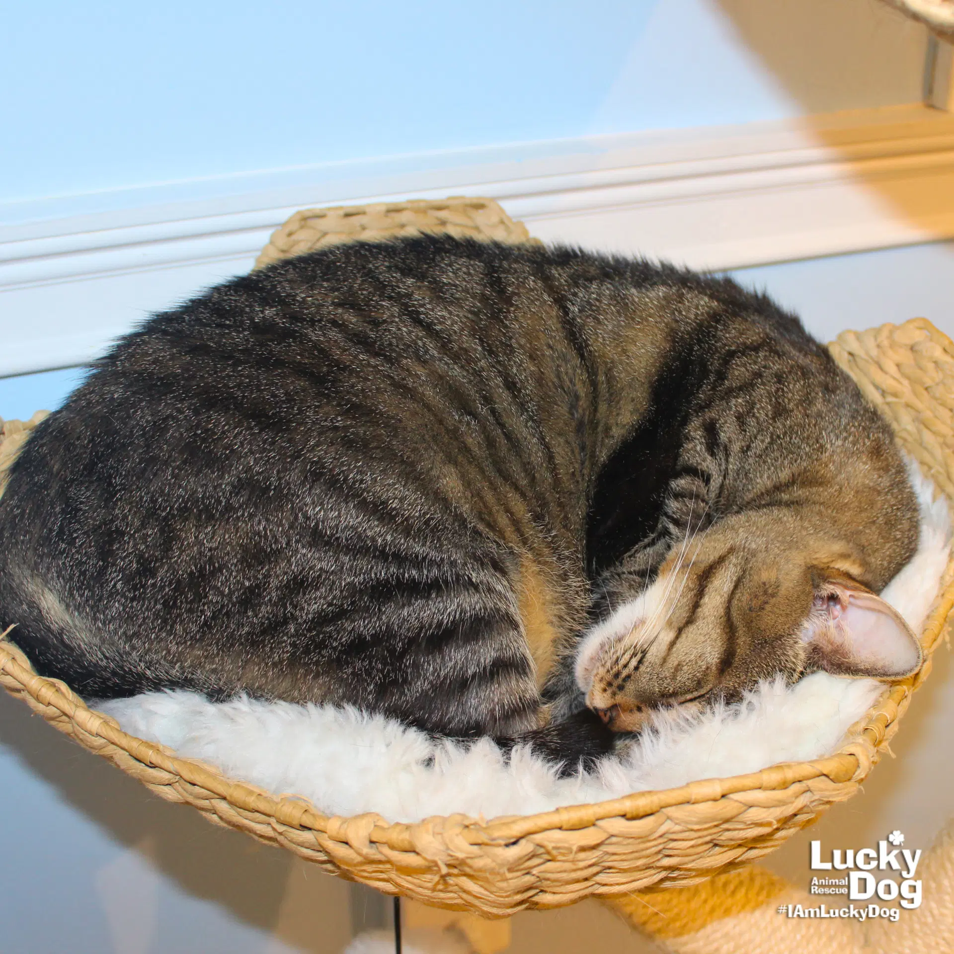 Cleo image 3