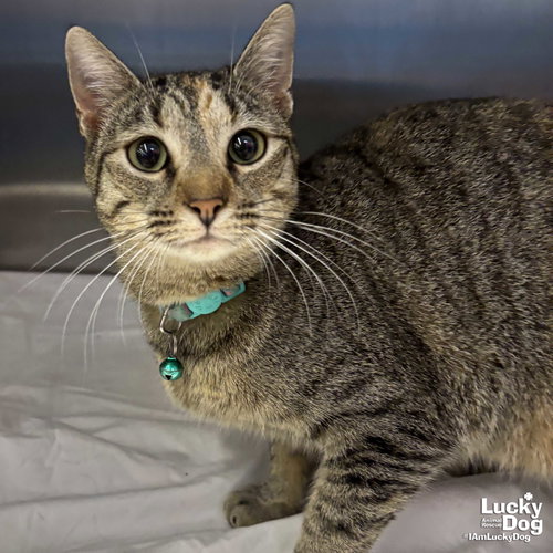 Calina, Adult Domestic Short Hair / Mixed (short coat), cat for adoption in Manassas, Virginia