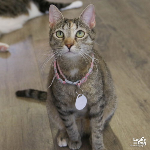 Calina, a cat for adoption from Lucky Dog Animal Rescue