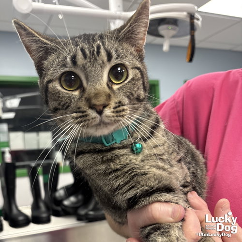 Babe Ruth, Young Domestic Short Hair / Mixed (short coat), cat for adoption in Manassas, Virginia