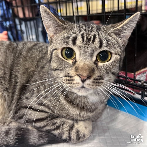 Babe Ruth, an adoptable Domestic Short Hair in Washington, DC