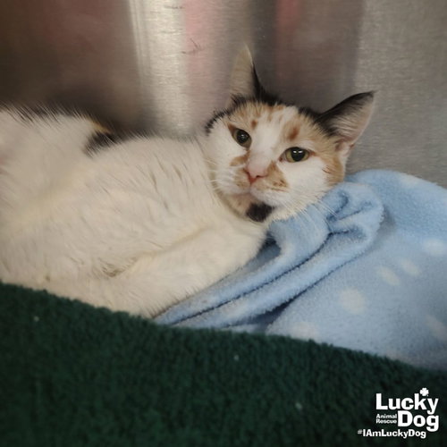 Andariel, Young Domestic Short Hair / Mixed (short coat), cat for adoption in Manassas, Virginia