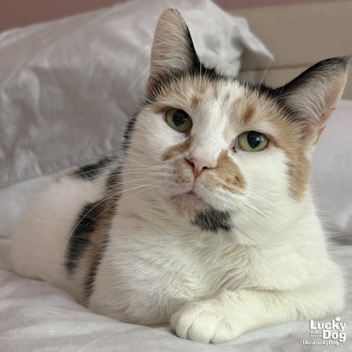 Andariel, a cat for adoption from Lucky Dog Animal Rescue