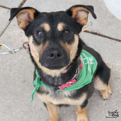 Brody, a dog for adoption from Lucky Dog Animal Rescue