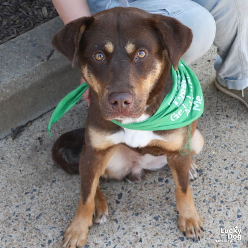 Emmy, an adoptable Beagle in Washington, DC