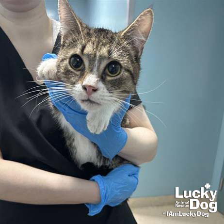 Luke, an adoptable Domestic Short Hair in Washington, DC