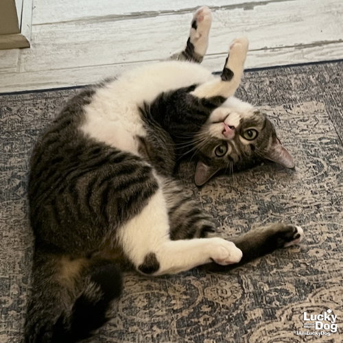 Luke, Adult Domestic Short Hair / Mixed (short coat), cat for adoption in Manassas, Virginia