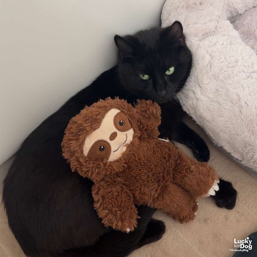 Sasha, Young Domestic Short Hair / Mixed (short coat), cat for adoption in Manassas, Virginia
