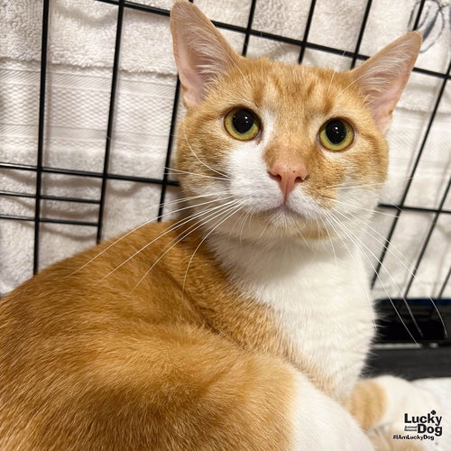 Marko, Young Domestic Short Hair / Mixed (short coat), cat for adoption in Manassas, Virginia