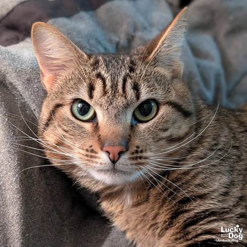 Fred, Adult Domestic Short Hair / Mixed (short coat), cat for adoption in Manassas, Virginia