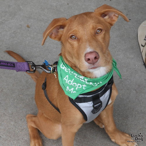Eli, an adoptable Shepherd in Washington, DC